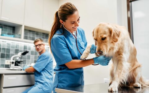 Funding vet costs: Can I use a payday loan for vet bills?