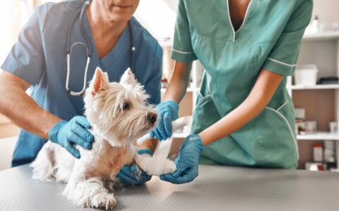 A team of two veterinarians in work uniform bandaging a paw of a small dog